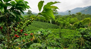 Picture of a coffee plantation at the Ha